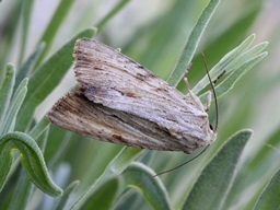 Juin 2013 (Vendée)