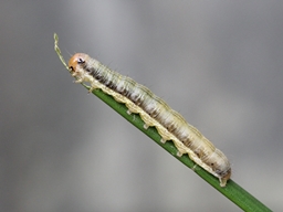 Apamea scolopacina