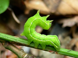 Asteroscopus sphinx