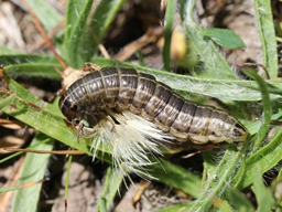 Cerapteryx graminis