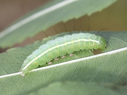 Craniophora ligustri