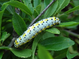 Diloba caeruleocephala