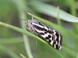 Juin 2016 (Ardèche)