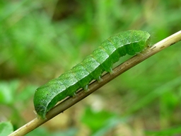 Euplexia lucipara