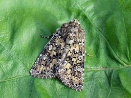 Mai 2013 (Aveyron)