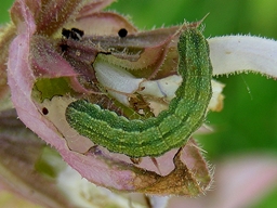 Heliothis peltigera