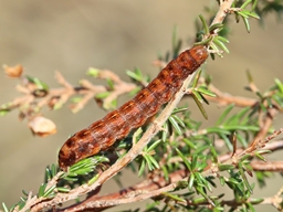 Février 2025 (Côtes d'Armor)