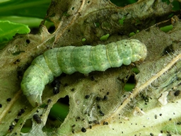 Mamestra brassicae