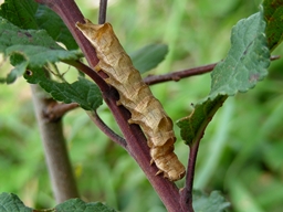 Melanchra persicariae