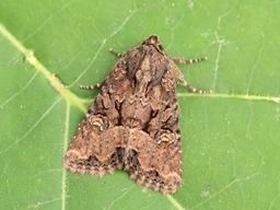 Juillet 2025 (Indre)