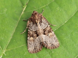 Juillet 2025 (Indre)