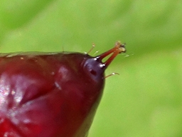 Avril 2025 (Côtes d'Armor)