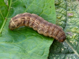 Noctua pronuba