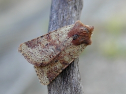 Mars 2005 (Côtes d'Armor)