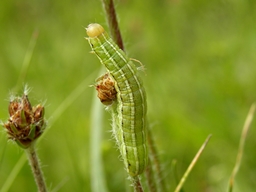 Tholera decimalis