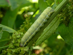 Trachea atriplicis