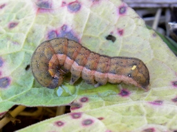 Trachea atriplicis