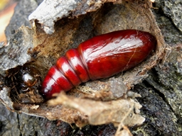 Mai 2011 (Côtes d'Armor)