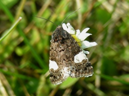 Mai 2008 (Vendée)