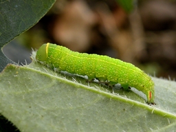 Pseudoips prasinana