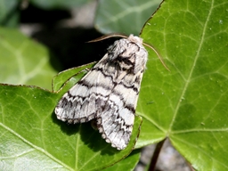 Avril 2025 (Côtes d'Armor)