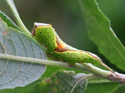 Furcula furcula