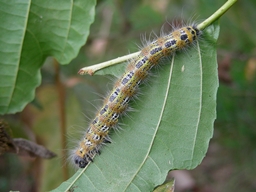 Phalera bucephala