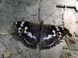 Juin 2016 (Ardèche)