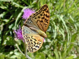 Juillet 2002 (Ariège)