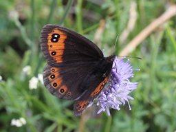 Juin 2014 (Pyrénées-Orientales)