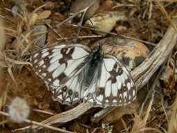 Juin 2009 (Vaucluse)
