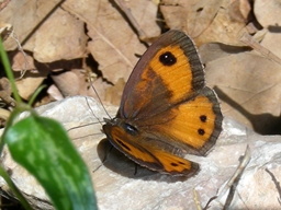 Mai 2009 (Bouches-du-Rhône)