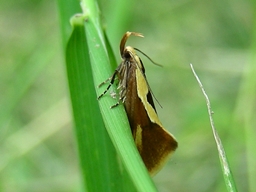 Juin 2009 (Côtes d'Armor)