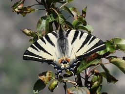 Mai 2012 (Hérault)