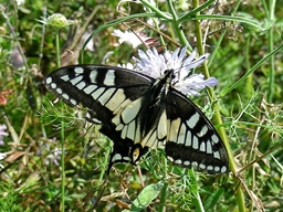 Papilio hospidon