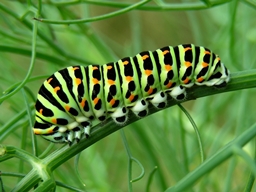 Papilio machaon