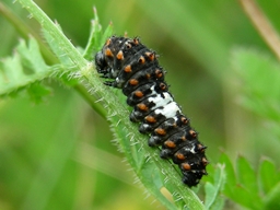 Papilio machaon