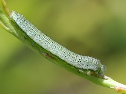 Anthocharis cardamines