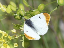 Mai 2024 (Hérault)