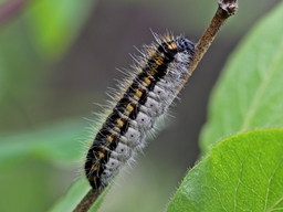 Aporia crataegi