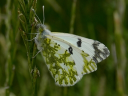 Juin 2011 (Vendée)
