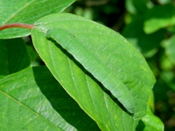 Gonepteryx rhamni