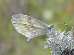 Mai 2013 (Aveyron)