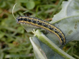 Pieris brassicae