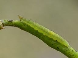 Plutella xylostella