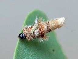 Juillet 2025 (Indre)