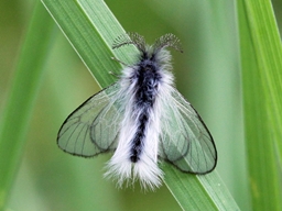Ptilocephala leschenaulti