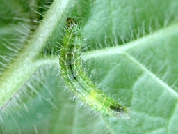 Amblyptilia acanthadactyla