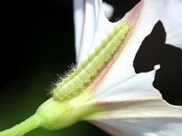 Emmelina monodactyla