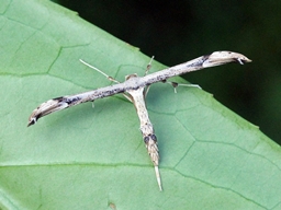 Oidaematophorus lithodactyla